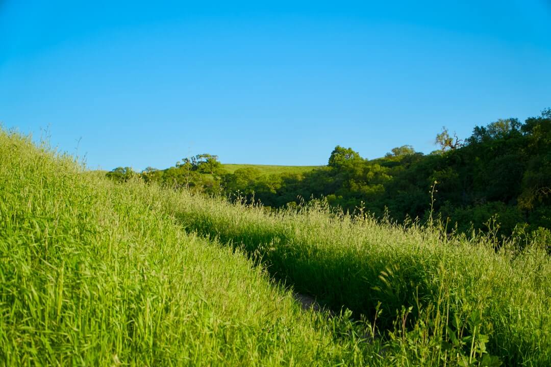 Green meadow with a path under a blue sky